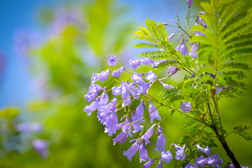 “紫色花海”又来了 九龙坡300株蓝花楹迎来最佳观赏期