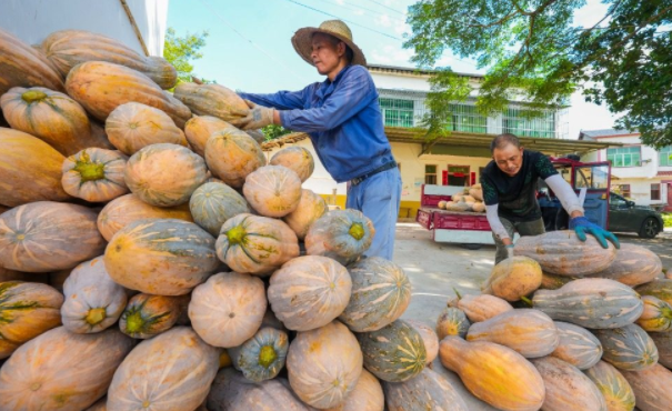 特色南瓜忙采收 促农增收有盼头